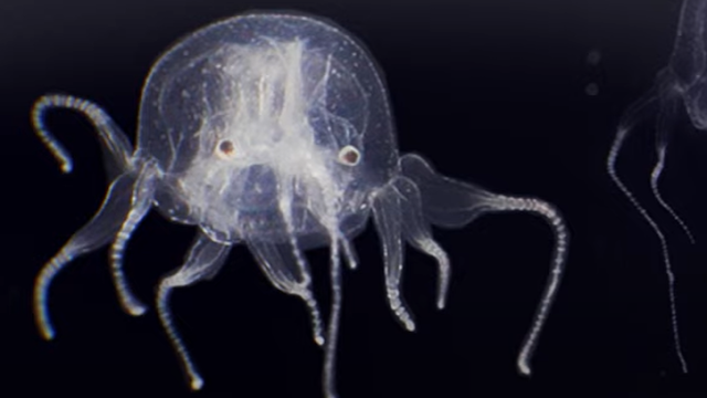 Scientists discover alien-like tiny jellyfish with unique features in Hong Kong