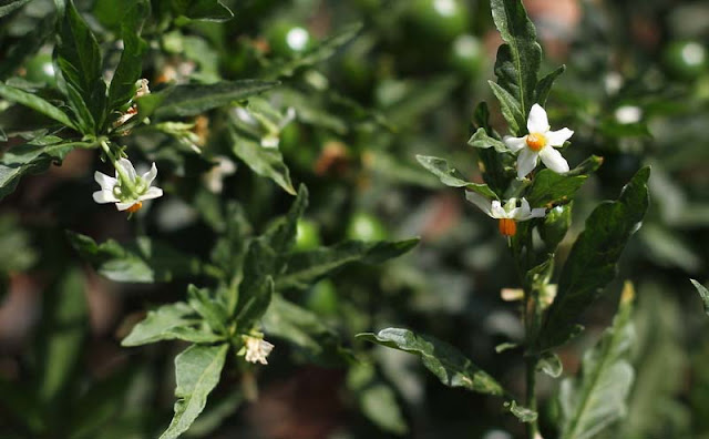 Solanum Pseudocapsicum