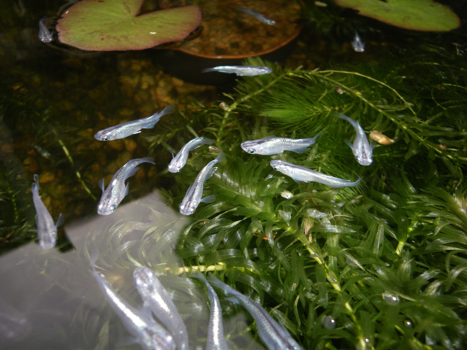 繁殖用のビオトープの稚魚が大きく成長しています メダカの大工