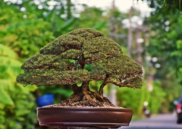 Cara Membuat Bonsai Cemara Udang