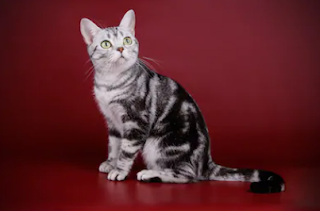 The American shorthair full details management and care info