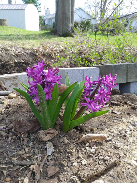 purple hyacinth