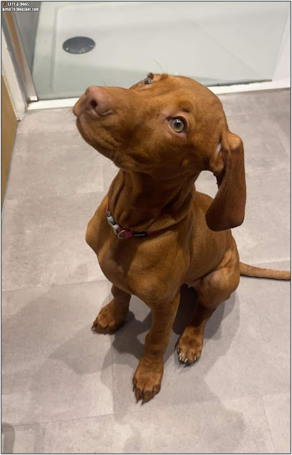 vizsla