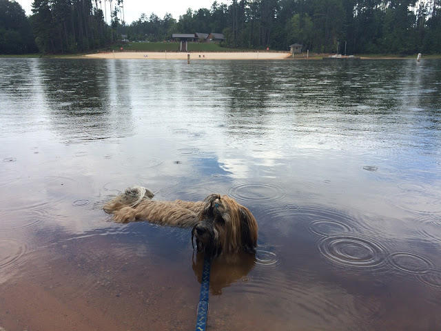 Rocco takes a swim in Lake Lanier at Don Carter State Park #TailsonTrails #GaStateParks