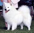 Anjing american eskimo