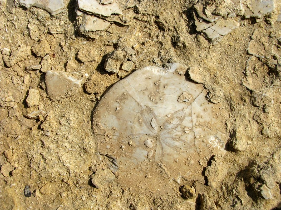 Окаменелые морские ежи. Sea Urchin Fossil