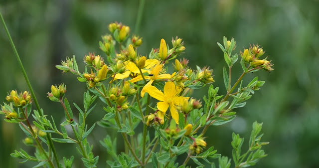 Monte Solaro Capri flowers