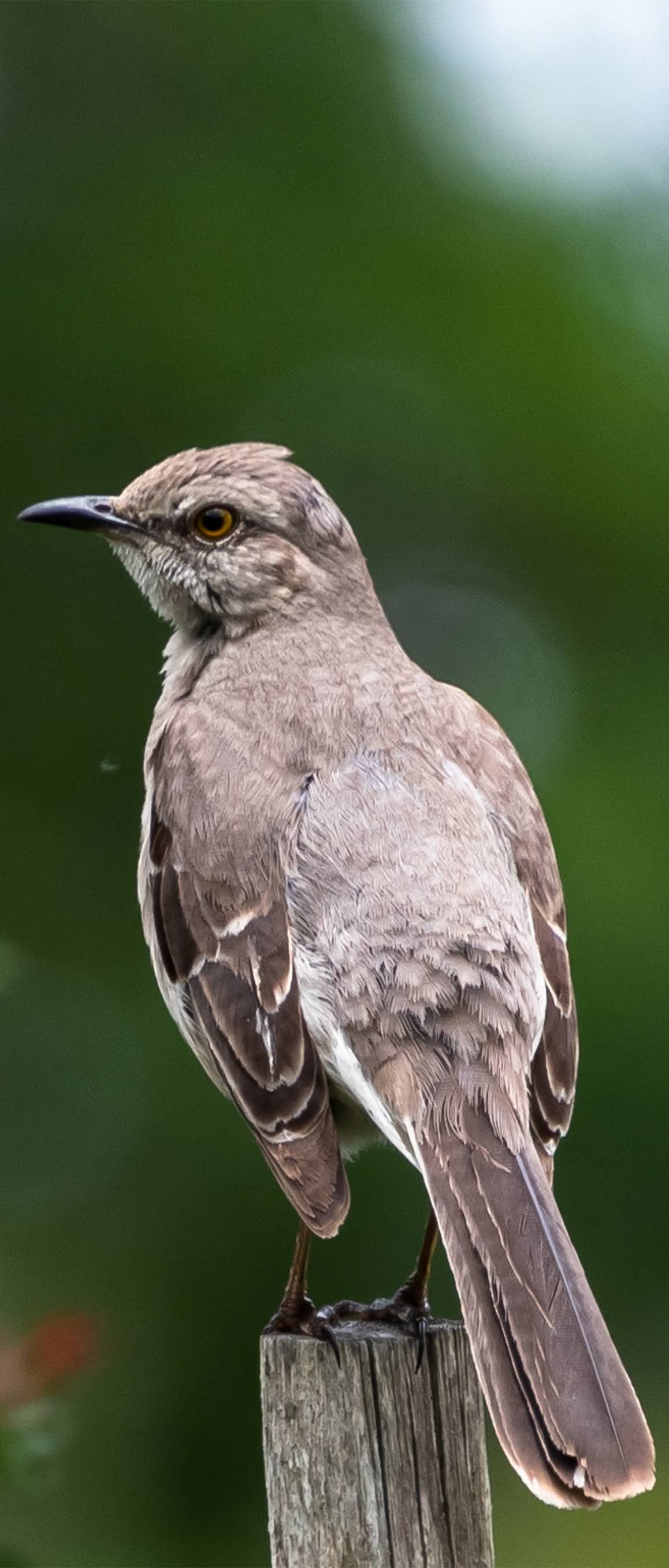 Picture of a mockingbird.