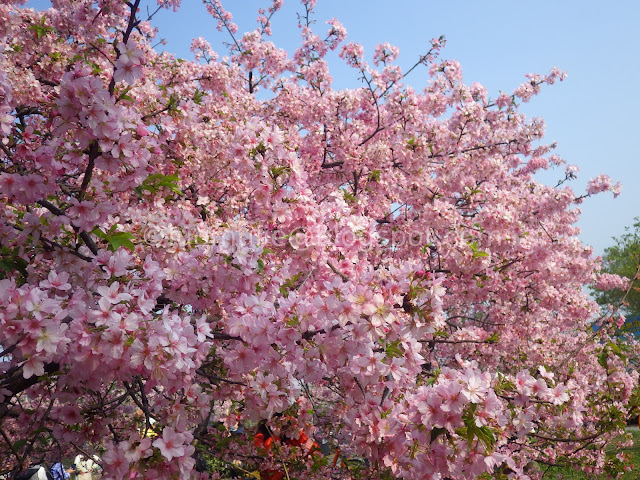 Taiwan cherry blossoms