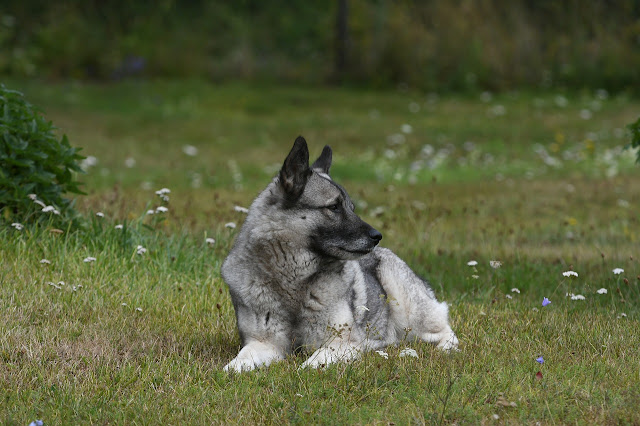 "Beautiful Norwegian Elkhound dog with a thick gray coat and alert expression, exemplifying the breed's regal appearance and noble presence."