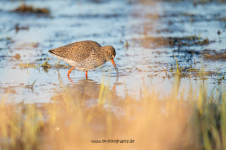 Wildlifefotografie Rotschenkel Ochsenmoor Olaf Kerber