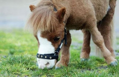 Charming Miniature Horse Koda Seen On lolpicturegallery.blogspot.com