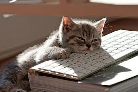 kitten sleeps on keyboard, funny cat pictures, funny cats