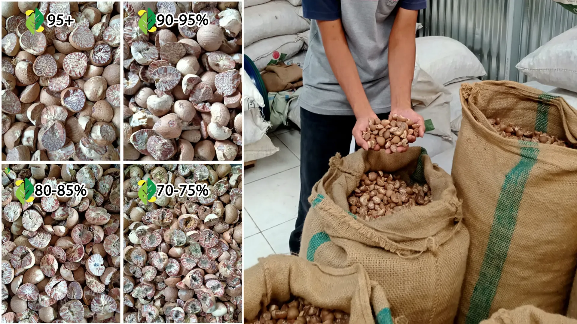 Lowest betel nut prices for wholesale in Indonesia