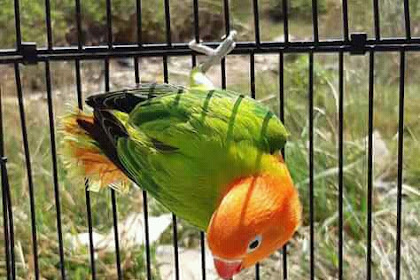 Harga Lovebird Biola Anakan dan Dewasa Terbaru April 2020