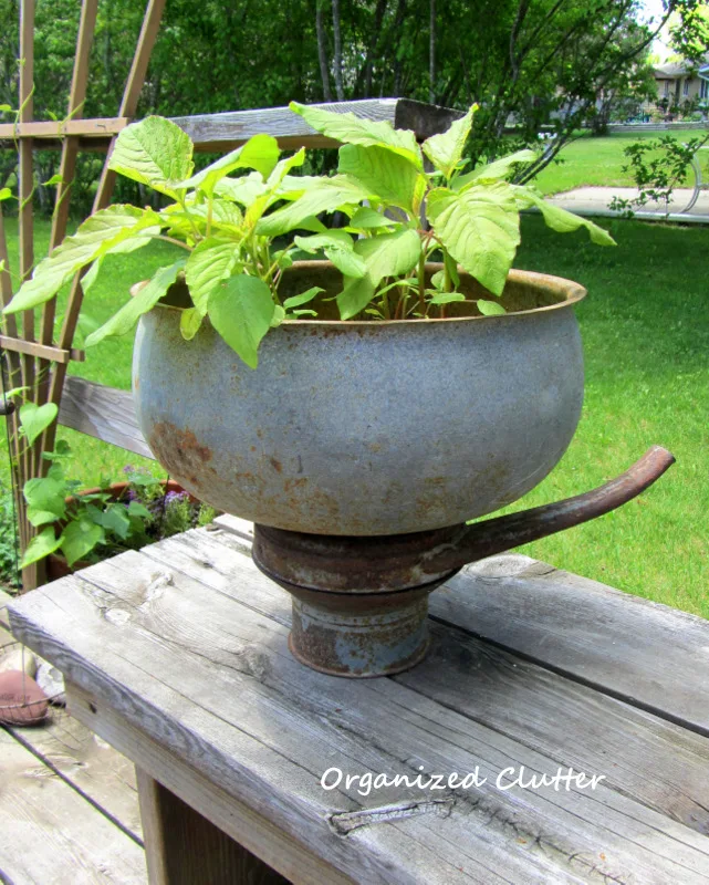 Junky Cream Separator Container Garden www.organizedclutterqueen.blogspot.com