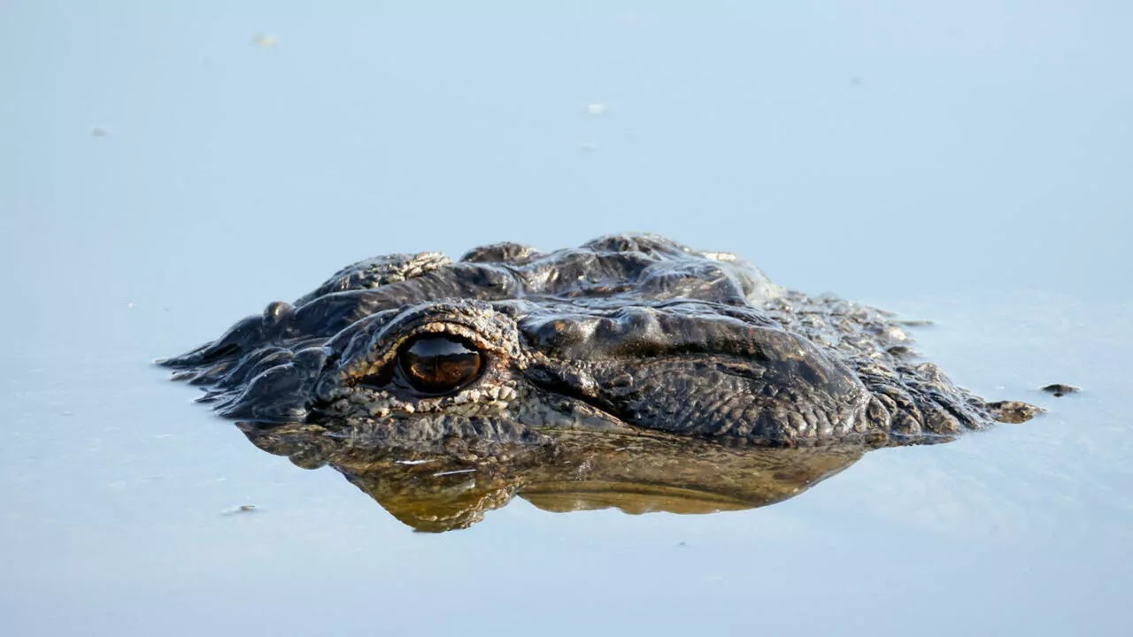 Alligator Found in New York Home A Shocking Discovery
