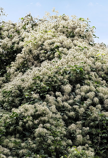 Bank of fruiting clematis