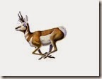 antelope 3_edited-1 antelope 3_edited-1