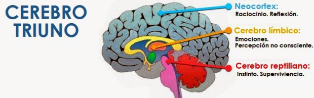 Resultado de imagen para cerebro triuno mapa mental