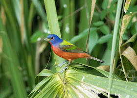 Male Painted Bunting - Felts Audubon Preserve, Florida