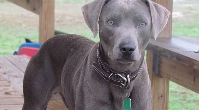 Blue Lacy Dog Breed Info: Price, Characteristics, Aggressiveness & Facts