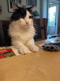 a fluffy black and white cat, both paws on the dining table, surveys his domain.