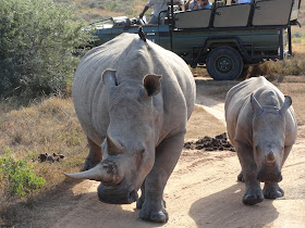 CATCHING "THE BIG FIVE" IN THE SHAMWARI GAME PARK