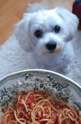Moj pas jede špagete