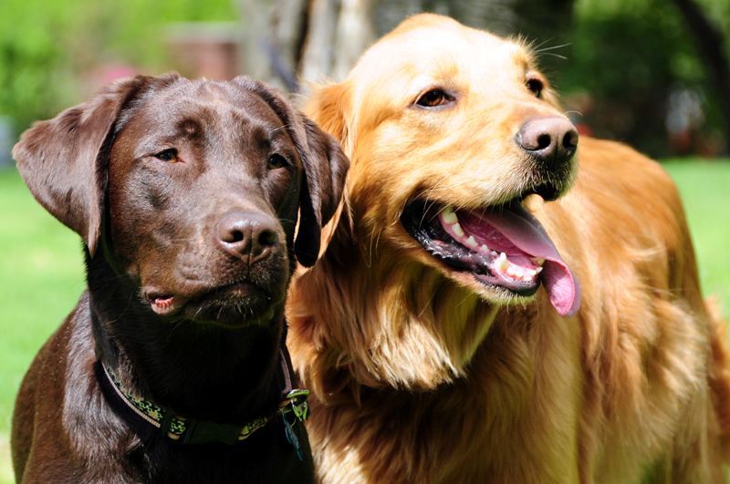 DogWorld: Πανελλήνια συνάντηση Labrador και Golden Retriever - Chocolate LabraDor AnD GolDen Retriever