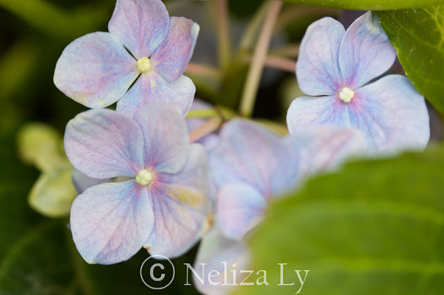 hydrangea