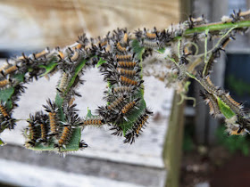 milkweed tussock caterpillar