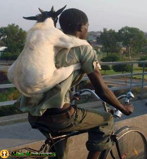 Bicicleta para Animais