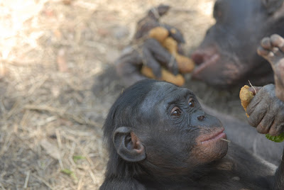 Bonobos on Delfi S Grains Of Golden Sand Bonobos  July 2008