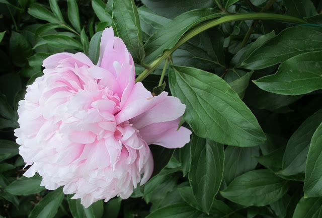 de mooiste foto's uit mijn tuin van juni 2012