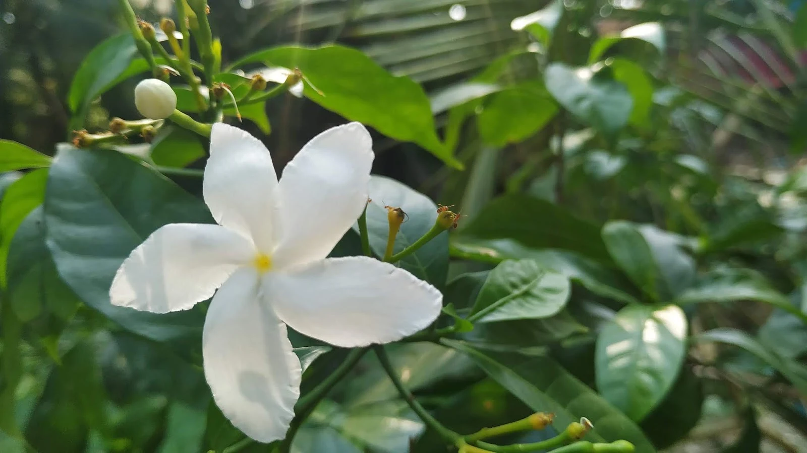 Crape Jasmine Flowers