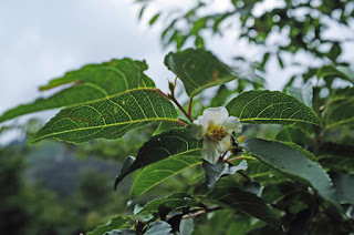 ヒメシャラ、屋久島の植物、縄文杉ルート