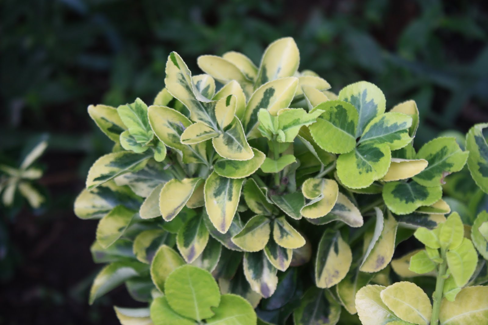 Image of Roses (Rosa spp.) companion plants for Euonymus Emerald Gaiety