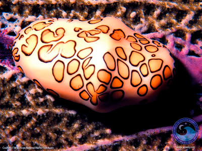 The flamingo tongue snail has a brightly colored shell. (Courtesy of NOAA, Coral Kingdom Collection)