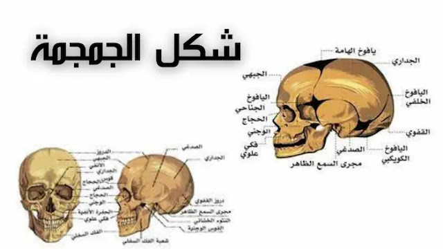 skull-shape