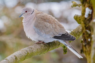 Collared dove DFBridgeman