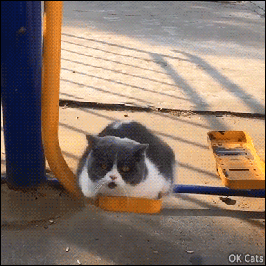 Amazing Cat GIF • Cool and funny chubby cat playing on his swing like a kid! [ok-cats.com]
