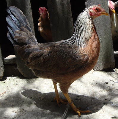 gallina gira Cz hatch en medio del sol fina pura