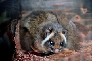 Japanese giant flying squirrel