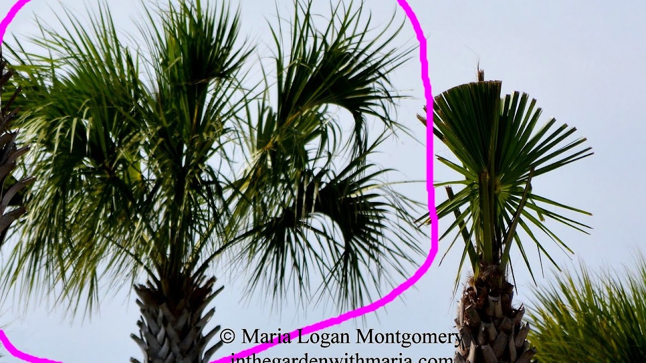 How To Maintain A Palm Tree