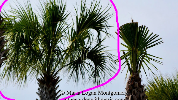 How To Maintain A Palm Tree