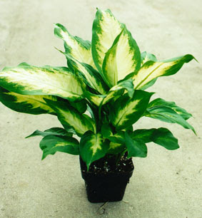 dieffenbachia