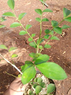 Jual Pohon Kemuning | Kemuning | geraitanaman.blogspot.com