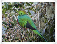 Quetzal Bird Photo