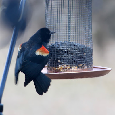 haven’t yet seen a local red-winged blackbird